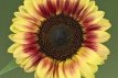 162 Helianthus Bi-Color Marley 20 stuks Zonnebloem twee kleuren Marley