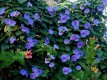 170 Ipomoea tricolor hemels blauw 2gr ca 60 zaden klimmende winde