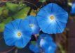 170 Ipomoea tricolor hemels blauw 2gr ca 60 zaden klimmende winde
