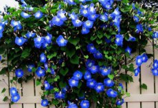 170 Ipomoea tricolor hemels blauw 2gr ca 60 zaden klimmende winde