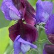 Lathyrus Odoratus Cupid Purple 20 zaden Dwerg siererwt purple