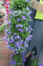 hang lobelia