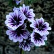 187 Malva sylvestris Zebrina 1 gr groot Kaasjeskruid