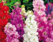 188 Matthiola incana Giant 0,5 gr zomerviolier mix