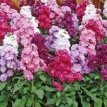 188 Matthiola incana Giant 0,5 gr zomerviolier mix