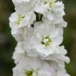 189 Matthiola mammoet wit 300 zaden zomerviolier (wit)