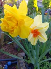 Narcis dubbel mix 20 stuks narcis