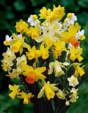 Narcis mix (botanisch) 60 stuks narcis 60 stuks