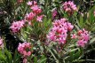 Nerium oleander 20- 25 zaden