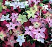 195 Nicotiana alata sensation mix  1gr tabaksplant