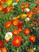 203 papaver nudicaule 2000 zaden(0,25 gr) ijslandse papaver