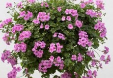 hang geranium lila