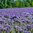 214 Phacelia tanacetifolia 10 gr Phacelia 5800 zaden