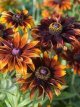 220 ARudbeckia H herfstkleuren 900 zaden 0,5gr grn Rudbeckia Herfst kleuren