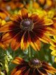 220 ARudbeckia H herfstkleuren 900 zaden 0,5gr grn Rudbeckia Herfst kleuren