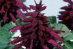 232 Salvia mix white/purple 40 zaden salvia mix wit/paars