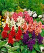 230Salvia mix white/purple/scarlet/pink 40 zaden Salvia nix