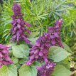 231 Salvia purple 40 zaden Salvia purple 40 zaden