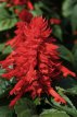 234 Salvia scarlee Queen 40 zaden salvia rood