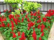 234 Salvia scarlee Queen 40 zaden salvia rood