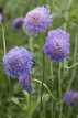 224 Scabiosa atropurpurea Blue 50 zaden Duifkruid blauw