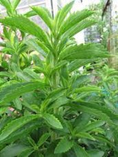 Stevia Rebaudiana  25 zaden Suikerblad of honingplantje