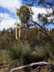 Xanthorrhoea australis Southern Blackboy, Australische grasboom 10 zaden