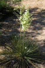 Yucca campestris 10 zaden
