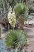 Yucca Thompsoniana 20 stuks Yucca Thompsoniana