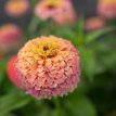 252zinna el. lilliput  salmon 2 gr zinnia lilliput salmon