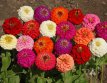 256 Zinnia dwerg mix 2 gr zinnia dwerg mix