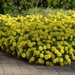 257 Zinnia el. Liliput Yellow 2 gr Zinnia lilliput geel