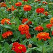 255 Zinnia el. Lilliput oranje 2 gr zinnia lilliput oranje