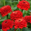 259 Zinnia el. Lilliput red 2 gr zinnia  liliput rood