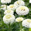 253 Zinnia  Lilliput wit 2 gr Zinnia Lilliput  wit