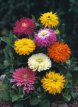 260 Zinnia elegans cactus 2 gr mix Zinnia cactus 2 gr mix