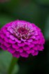 262 zinnia lilliput purple (pompoen) 2 gr Zinnia liliput purple