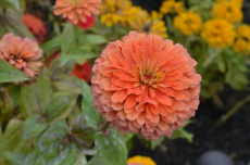 Zinnia Liliput Salmon